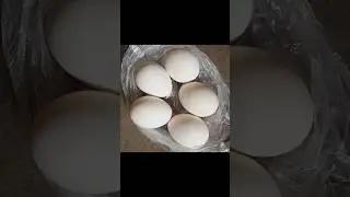 egg omlate recipe ❤️ ডিম ভাজি #food #cooking #recipe #shorts