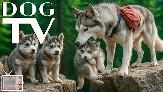 Dog TV with Music: Forest Walks to Calm Dogs Left Alone Home All Day | Anti-Anxiety for Dogs Music