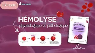 #hémato - Hémolyse (physiologique & pathologique)