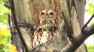Owl Singing!!!!!   (Nikki Rosen)