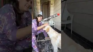 My Dog Loves Bath❤️ #minivlog #ytshorts #vlog #dailyvlog #labrador #doglover