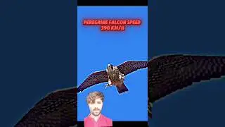 The fastest animals in the world #fastestanimal #birds #animals #horse #animalinstinct #fastanimals