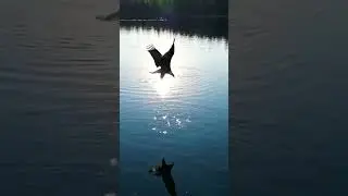 Animals Attack Zone: Majestic eagle snatch a fish in mid-air! Incredible wildlife moment #Wildlife