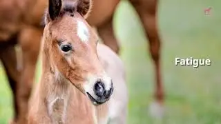 My Mare's Placenta is Still Hanging from Her. What Should I Do?