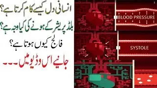 The Heart and Circulatory System - How They Work In Urdu and Hindi 2019