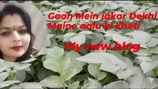 आलू की खेती | potato farming | potato 🥔 | #potato #potatofarming #potatoplants #viral #blog 