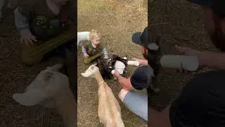 Feeding Bottle Baby Goats #fitfarmer #babygoats #bottlebabies #goats #nigeriandwarfs #farm #farmlife