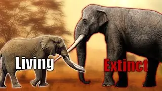 Elephant Size Comparison | A Brief History Probiscideans