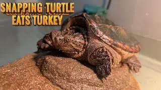 Feeding my Common Snapping Turtle Different Cuts of Meat