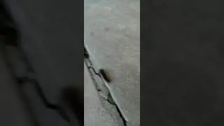 🐛Oruga peluda♌( gata peluda, gusano quemador)