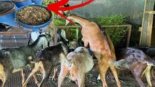 KAMBING kayang Buhayin kahit 1 Year na umuulan dahil sa Ganitong Diskarte