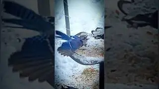 Amazing.... This Bluejay Plays Catch with His Peanuts! Music by  @marcelbasque