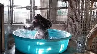 Gorilla - Livin' On A Prayer