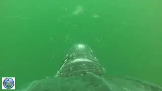 Leatherback Sea Turtle Feeding on Jellies