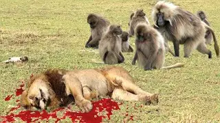 Lion vs Baboon - Real Fight Monkey vs Lion - Exclusive