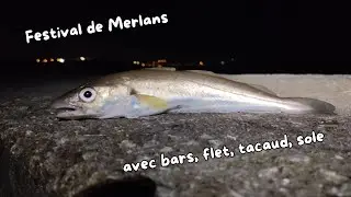 Festival de Merlans, avec bars, flets, tacaud et sole à Boulogne sur Mer !