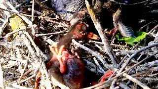 Amazing of lake - Surviving on the Lake: Cuckoo Babies' Unique Eating Habits