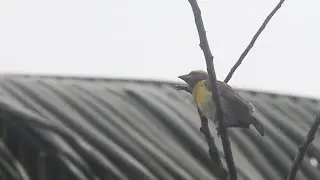 Mesmerizing Weaver Bird Calls: Nature's Melodic Symphony