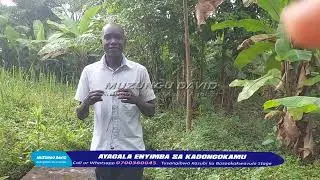 Kino kye kijja ky'okuyimba Kiwanuka Fred abasinga gwetumanyi nga Kiwanuka Fiina.