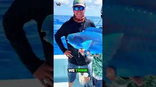 Parrotfish Uses Mucus to Stay Safe While Sleeping🐟👀 #wildlifeshorts #animalfacts #oceananimals