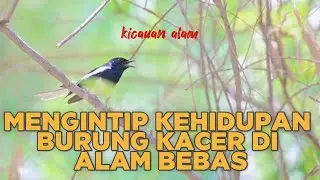 Burung Kacer: Dari Alam Liar Hingga Jadi Idola Para Kicau Mania