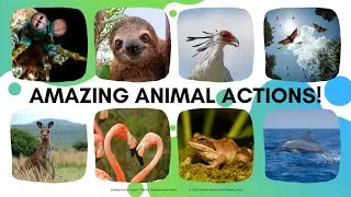 Amazing Animal Actions Bible Game for Kids | EGMC