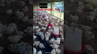 22#Day management #$ #chicken  short # video #farming