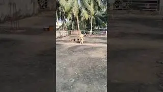 Judiee#trending #giragiragingiraagirey #ytshorts #petlover #labdog #funnyshorts