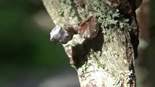 Triangle Web Spider (Hyptiotes cavatus) ATTACKS Mosquito