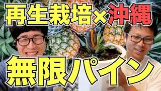 【再生野菜】パイナップルを再生栽培で無限に収穫する方法と注意点をけんゆーさんに聞いてみた（後半）【リボベジ】