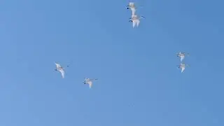 オオハクチョウ群れ雪上へThe flying whooper swans lands on snow