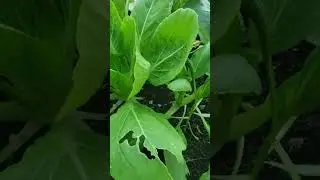 Crisp Bok Choy Up Close 🥬 | Quiet Garden ASMR | Growing Plants ASMR