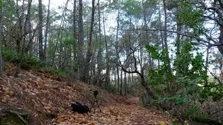 Binaural field recording - wind, leaves, branches, birds in autumn 2021