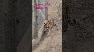 tunisia zoo