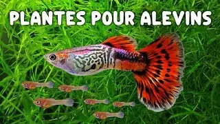 3 Meilleures Plantes pour Alevins