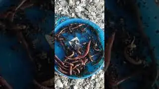 Fishing earthworms #fishing #earthworms #baits