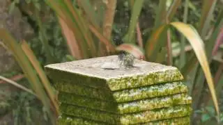 Goldcrest bathing