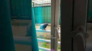 🕊️Агенты  Геннадий на связи 😂контролирующий орган 🤣#агенты #тароюмор #разведка