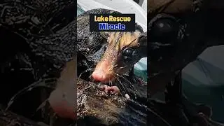 Rescued Opossum Changes Couple's Lives #opossum