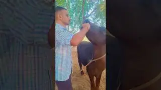 #shots Desi liver tonic💪calf growth। calf ko mota takda karen👍#song ....
