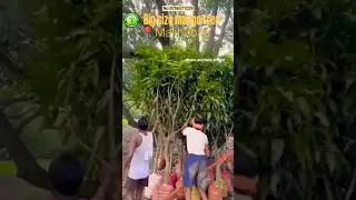 big  tree mango plant ni    mango malihabad nursery no 8756571029#farming#mangoplant #fruit #plants