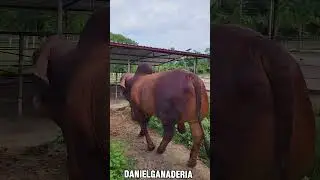 Toro Brahman Rojo 🐮🧬
