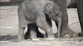 Yunha's onhandige slurfje!