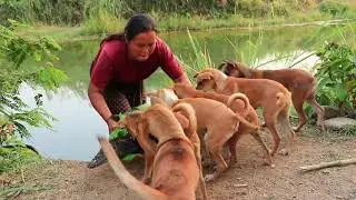 survival in the rainforest - woman  make home & cook crocodile for dog - Eating delicious HD