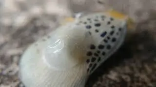 Larva de Dryinidae (Hymenoptera), parasitoide em Poekilloptera phalaenoides, Flatidae (Hemiptera)
