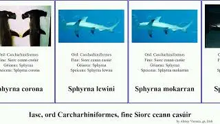 Iasc, ord Carcharhiniformes, fine Siorc ceann cas&uacute;ir sphyrna fish pan josh corona tudes House