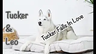 Fun Bedtime Story For Kids | Tucker & Leo - Tucker Falls In Love
