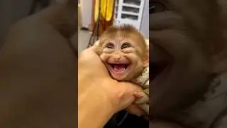 This Baby Monkey&rsquo;s Sleepy Smile Will Melt Your Heart!