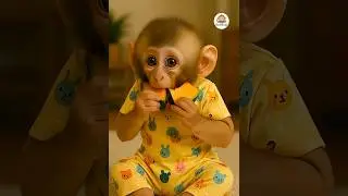cute monkey eating fruit 😋