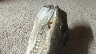 crystals and alligator showcase
